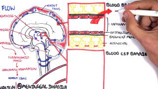 Bacterial Meningitis Pathophysiology [upl. by Annazus]