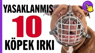 Yasaklanmış 10 köpek ırkı  Hayvanlar Alemi  Aklında olsun [upl. by Myo]