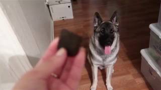 NORWEGIAN ELKHOUND EXCITED FOR TREATS  BEST DOG EVER [upl. by Erual]