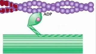 Myosin is Thick Actin is Thin [upl. by Aihsyla]