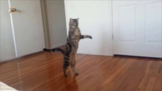 Cats who walk on two legs A compilation [upl. by Vinn429]