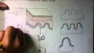 DIGESTIVO Histología del Intestino Delgado [upl. by Nale]