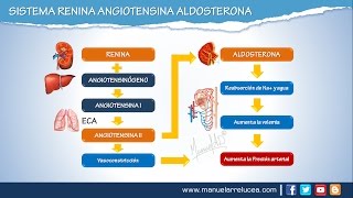 SISTEMA RENINA ANGIOTENSINA ALDOSTERONA  Morfofisiología [upl. by Namrak]