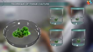 Tissue Culture [upl. by Eleda]