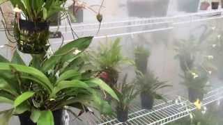 DIY Greenhouse fogger system for Orchids Carnivorous Plants and more [upl. by Vasili]