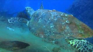 SSYONGALA WRECK by TOURISM QLD [upl. by Gilli]