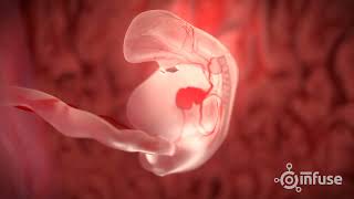 Fetal Development 3D Animation  Infuse Medical [upl. by Haag470]