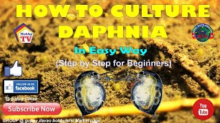 HOW TO CULTURE DAPHNIA In Easy Way [upl. by Lello432]