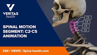 Spinal Motion Segment C2C5 Animation [upl. by Oderfla500]