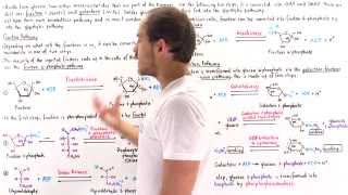 Fructose and Galactose Breakdown Pathways [upl. by Auqenehs130]