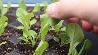 How to Grow Lettuce From Seed Indoors amp Harvest in One Month  LucasGrowsBest [upl. by Annol]