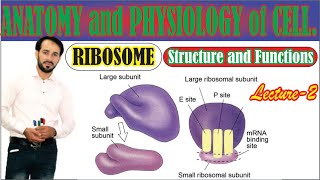 Ribosomes  Structure Composition and Functions of Ribosomes  Large subunit and Small Subunit [upl. by Starr306]