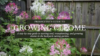 How to Grow Cleome Spider Plant from Seed Growing Cut Flower Garden Annuals [upl. by Ciryl]