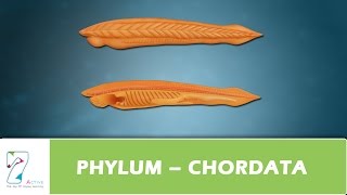 PHYLUM – CHORDATA [upl. by Rosel397]