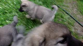 Norwegian Elkhound Puppies at 7 Weeks Playing [upl. by Faxan]