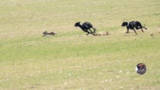 Galgos y liebres temporada 2017  Greyhounds vs Hares [upl. by Sremlahc]