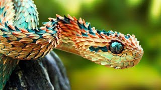 THE RAREST SNAKES In The World [upl. by Adham377]