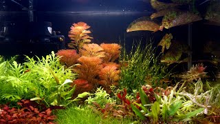 How to Set Up Colorful Planted Aquarium without CO2 Injection [upl. by Lladnew]