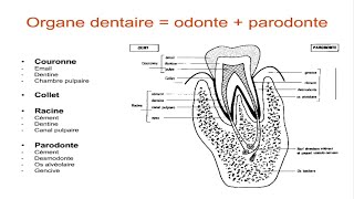 Anatomie dentaire [upl. by Seuqram]