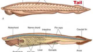 Chordate Evolution 12 [upl. by Einwat]