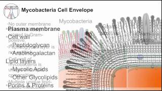 Tuberculosis Mycobacterial Cell Envelope [upl. by Gauthier]