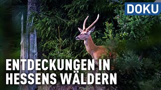 Entdeckungen in Hessens Wäldern  doku  erlebnis hessen [upl. by Eliathas]