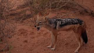 Howling Jackal Family [upl. by Mackay]