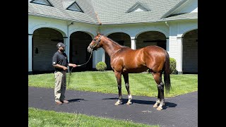 MyRacehorse quotBreeding Shedquot [upl. by Rozele881]