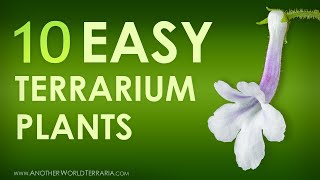 10 easy to grow miniature terrarium plants Awesome [upl. by Hsakaa]