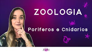 PORÍFEROS E CNIDÁRIOS  ZOOLOGIA l Prof Louise Medeiros [upl. by Eveiveneg730]