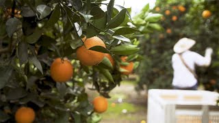 Can Science Save California Citrus From Greening Disease [upl. by Sila]