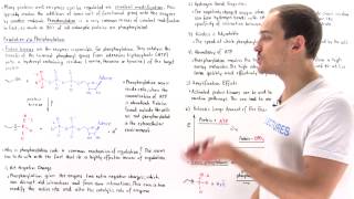 Phosphorylation Covalent Modification [upl. by Ennaharas]