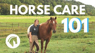 HOW TO CARE FOR A HORSE Complete Guide [upl. by Jess]