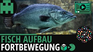 Fisch Aufbau │Biologie Lernvideo Learning Level Up [upl. by Berry]