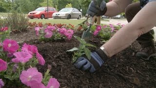 Planting Petunias Vinca and Salvia – Family Plot [upl. by Ysac536]