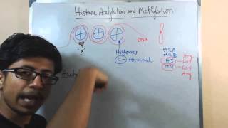 Histone acetylation and methylation [upl. by Zeb181]